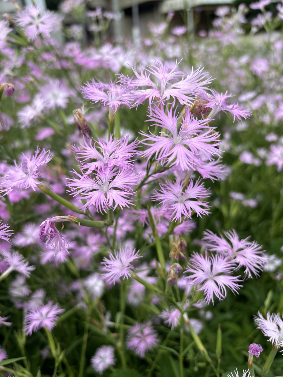 jLsEFBBJl071803's tweet image. 夏ふかみ　
　野原を行けば　
　　程もなく　
　　　先立つ人の　
　　　　草がくれぬる
　俊恵
1曲
Moanin&apos; 
Lee Morgan 
＃LeeMorgan
氏生誕日
改めてご冥福を🍀
youtu.be/hUrjoTF8XyM?si… @YouTube

皆様ご機嫌良う🍀
昨日から梅雨空に戻り
暑さも和らいだかと…？
皆様本日も良き日のお迎えを🌻