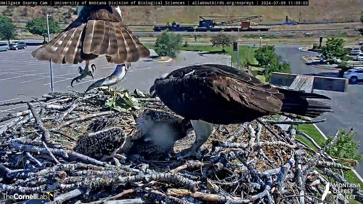 Hellgate Osprey tweet media