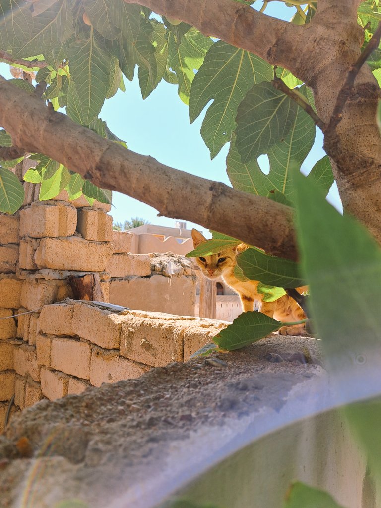 Clichebasokay's tweet image. Back home.
#dahab