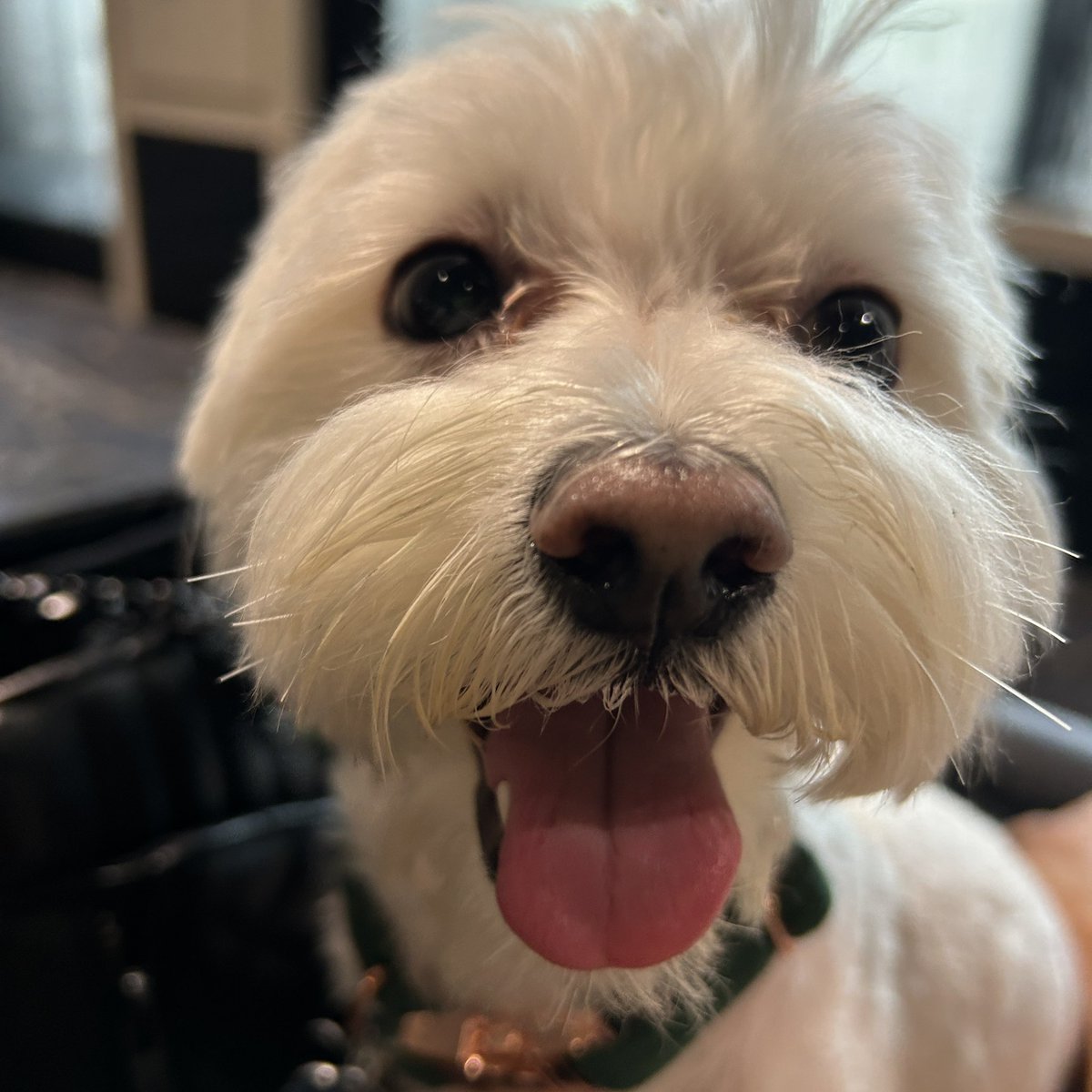 Monique Pryce tweet media