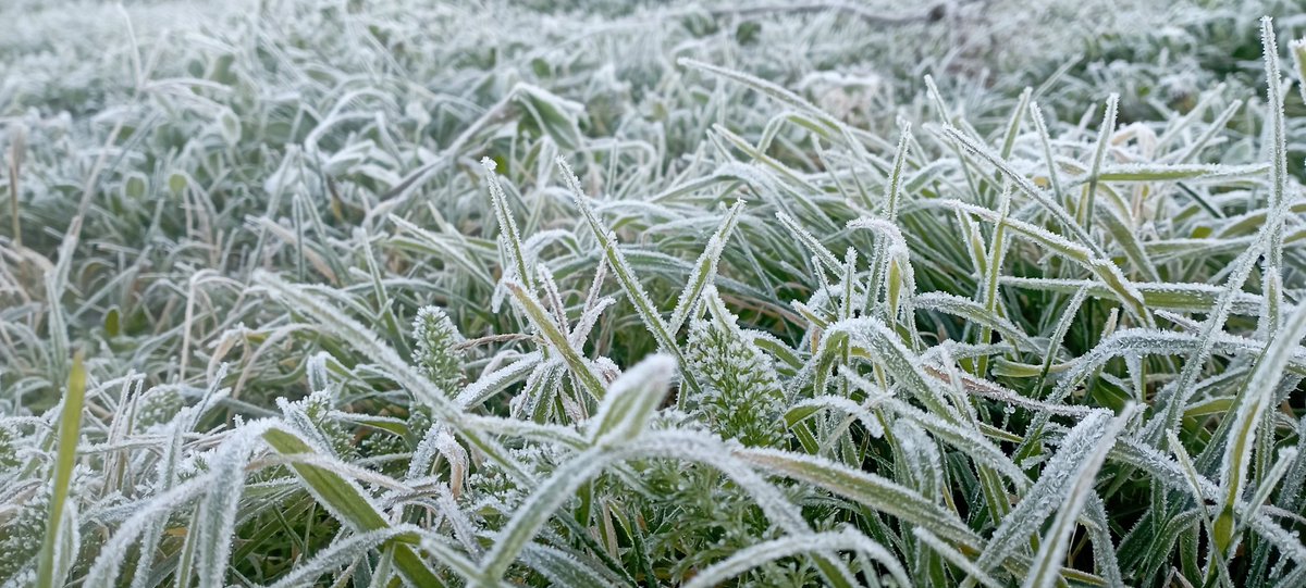 Fransoto_v's tweet photo. Amenecer en #LAnco  🥶 #Valdiviacl #meganoticias https://t.co/mQHFEP2tF9