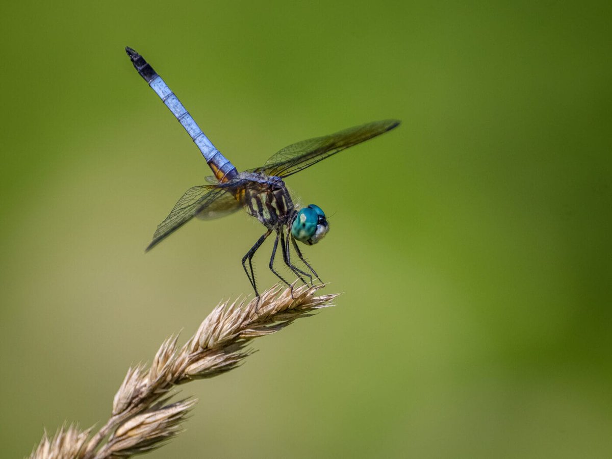 YorksArboretum's tweet photo. Discover more about the 16 species of dragonfly and damselfly that call the arboretum home. Join our resident expert on Saturday 13 July at 10.30am, see the website for more details and to book. #InsectWatching #DragonflyLove https://t.co/lK2ASbf76d