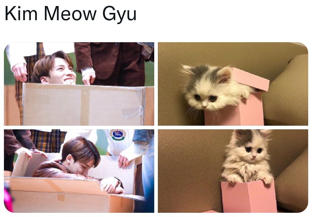 BehinddaDisplay's tweet image. Catsu!