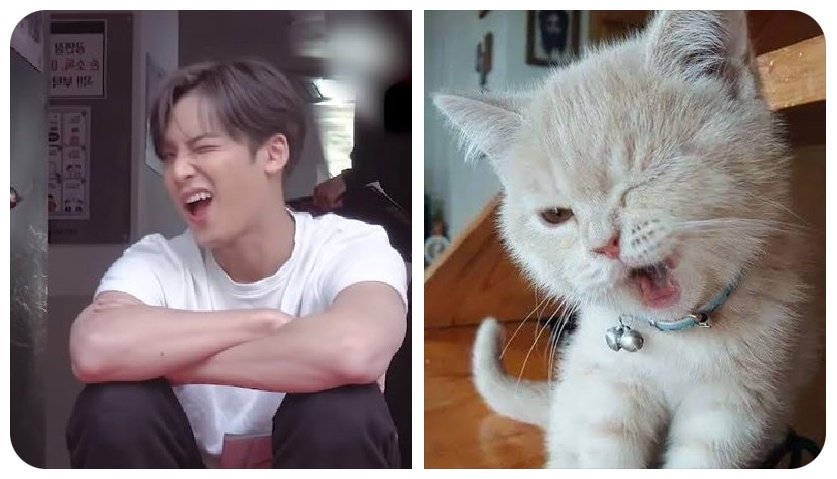 BehinddaDisplay's tweet image. Catsu!