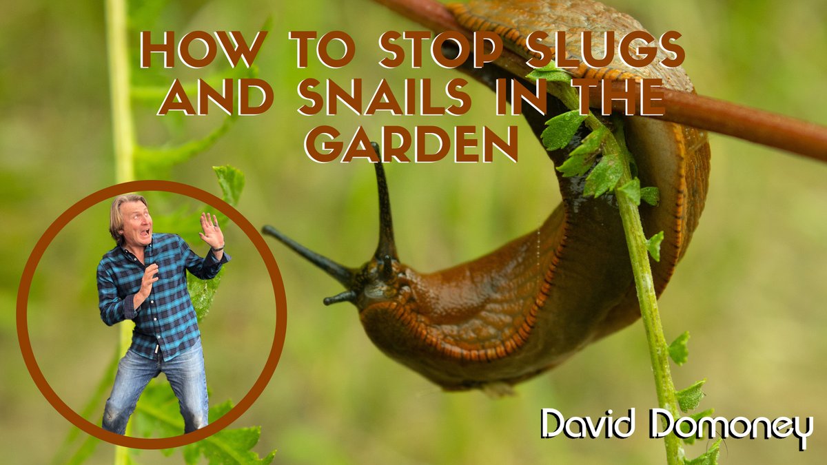 daviddomoney's tweet image. Embrace the greener side of gardening! Learn my top natural methods to tackle pesky slugs without resorting to chemicals. Discover a better way to protect your beautiful blooms and crops here: bit.ly/3KO5YB2 🍃🌻 #NaturalPestControl #GreenGardening