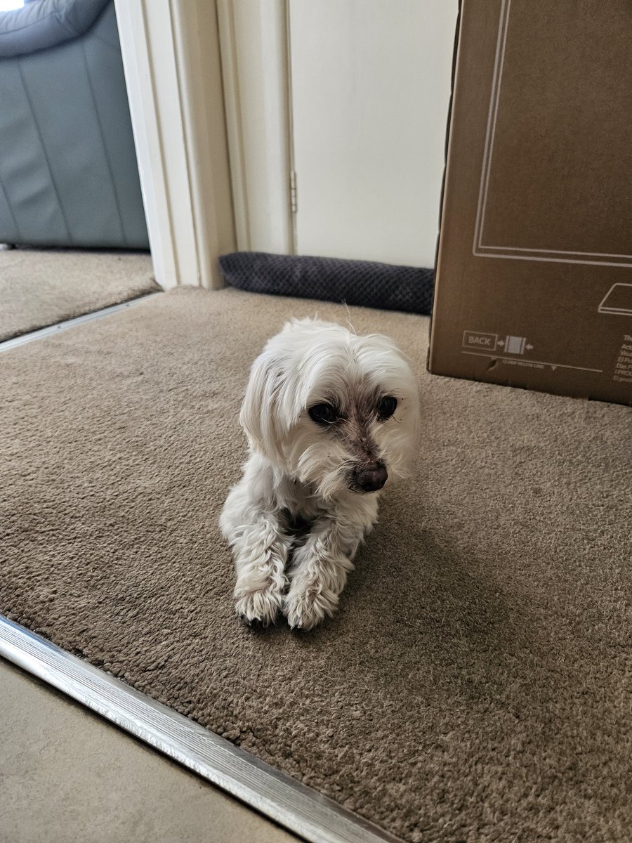 TheRyanByDesign's tweet image. Said goodbye to a friend of 14 years today. It's never easy, but all things come to an end eventually. I'll keep those 14 years together close to my heart for as long as I live. Rest in peace, Gumpy.