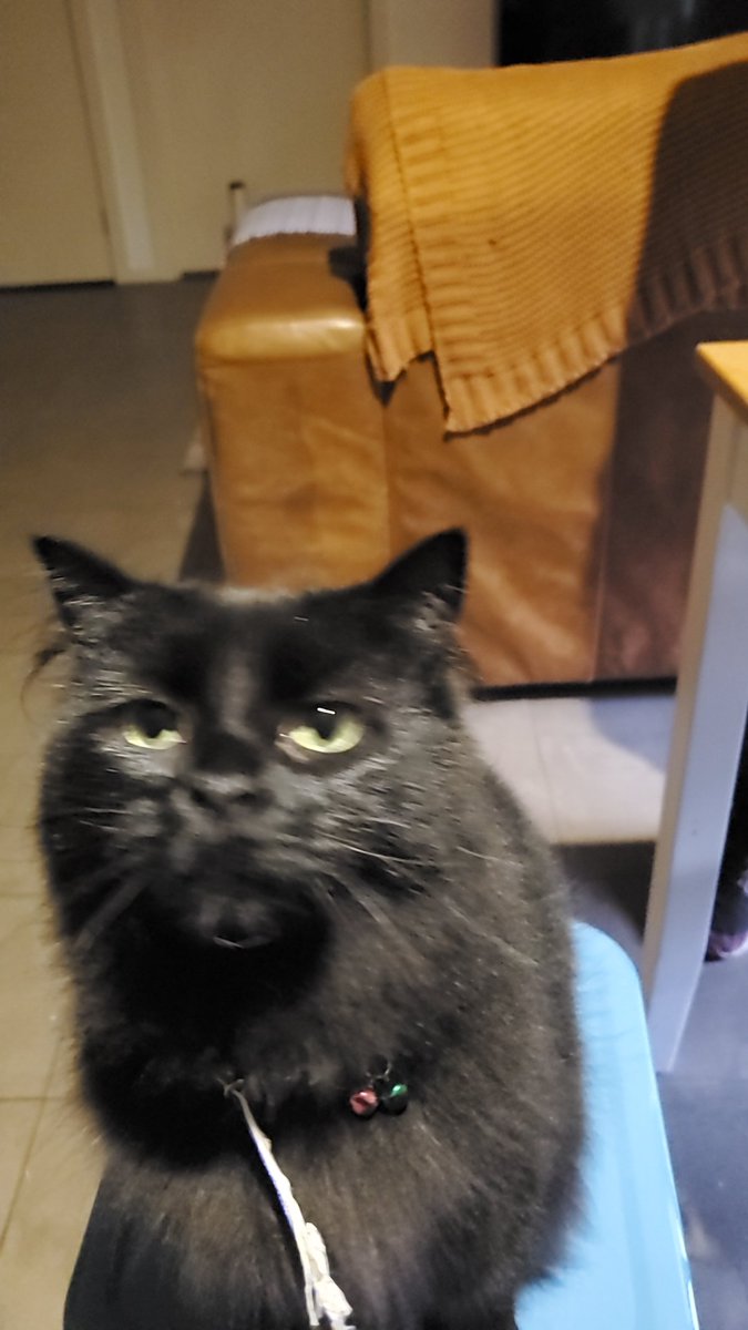missey_le's tweet photo. why my cat look like a guy going in for a kiss? https://t.co/4RvdYy7yEm