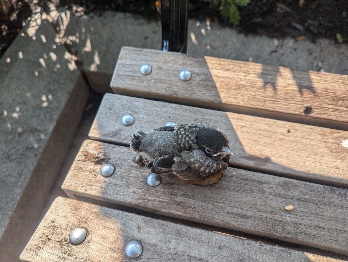 Merrill Perlman tweet media