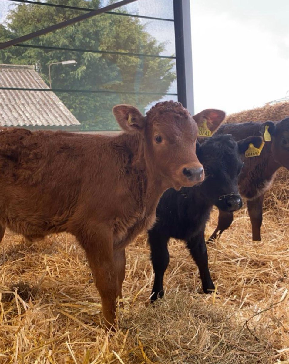 FarmLinkEdu's tweet photo. Today is #CowAppreciationDay so to mark the occasion (although we like to think we appreciate them every day!) we thought we’d share our favourite cow photos along with our best cow joke! 

🐮 What do you get when a cow jumps on a trampoline? A milkshake! 🐮

Can you do better? https://t.co/8PhSWHXsbJ