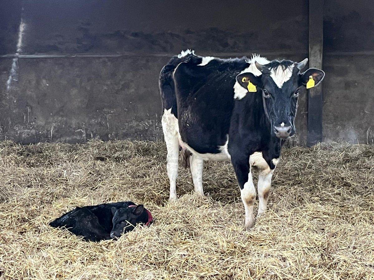 Today is #CowAppreciationDay so to mark the occasion (although we like to think we appreciate them every day!) we thought we’d share our favourite cow photos along with our best cow joke! 

🐮 What do you get when a cow jumps on a trampoline? A milkshake! 🐮

Can you do better?