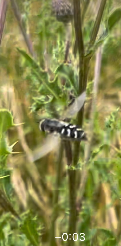 GrahamDenny9's tweet photo. #peebreak ! Insects and moths everywhere today hiding from rain but active .@StevenFalk1 @CathHodsman @BritishSpiders @DipteristsForum @PoMScheme https://t.co/nlr7FG3jhT
