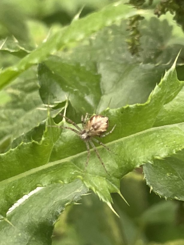 GrahamDenny9's tweet photo. #peebreak ! Insects and moths everywhere today hiding from rain but active .@StevenFalk1 @CathHodsman @BritishSpiders @DipteristsForum @PoMScheme https://t.co/nlr7FG3jhT