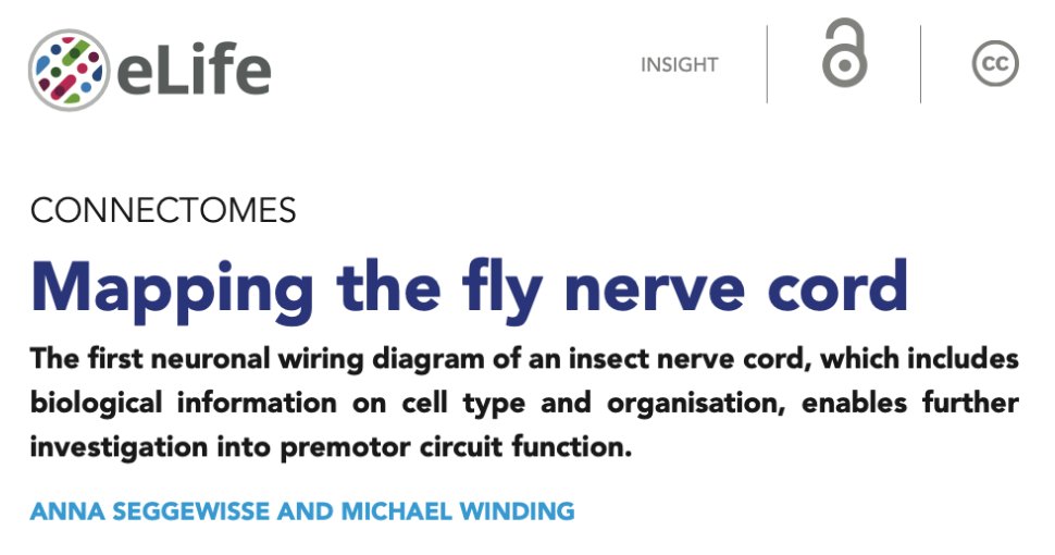 Michael Winding (@windingmichael) on Twitter photo I am excited to share our lab's first publication!
An insight article <a href="/eLife/">eLife - the journal</a> by Anna Seggewisse. Read it here, it is open-source doi.org/10.7554/eLife.… I am excited to share our lab's first publication!
An insight article <a href="/eLife/">eLife - the journal</a> by Anna Seggewisse. Read it here, it is open-source doi.org/10.7554/eLife.…