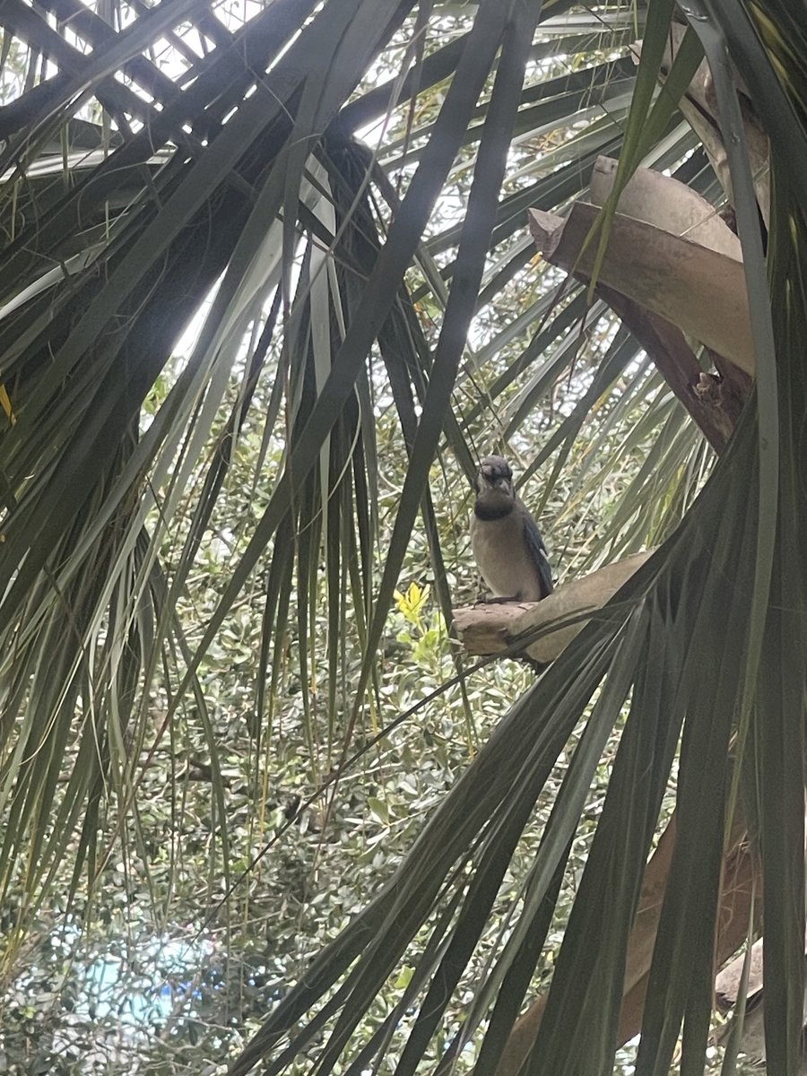 LimelightCrypt0's tweet image. 