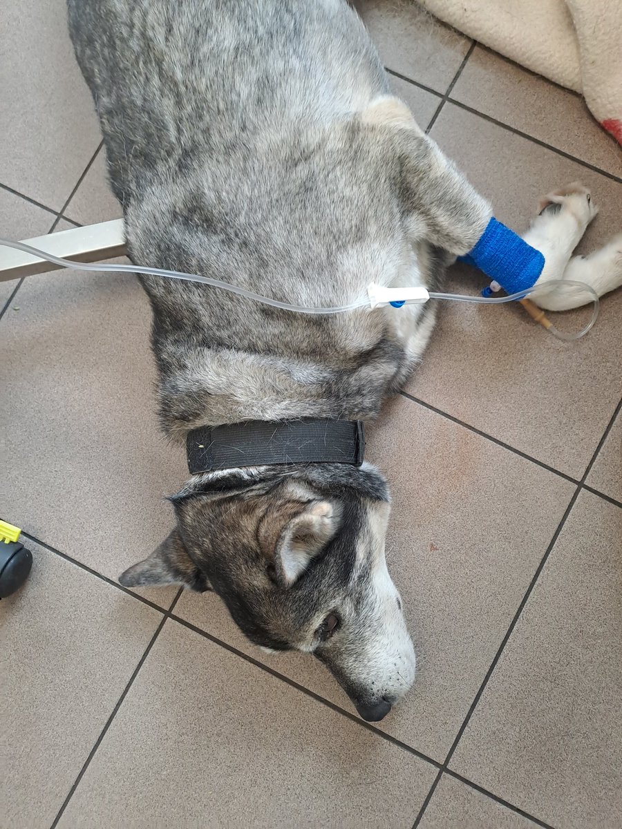 Drusku paturiet īkšķus. Nav labi ar kaut kādu aizkuņģa dziedzeri. 
Bet Vetmājā izcili mīļi un profesionāli dakteri. Dūra, ņēma asinis. Man nemaz nesāpēja.