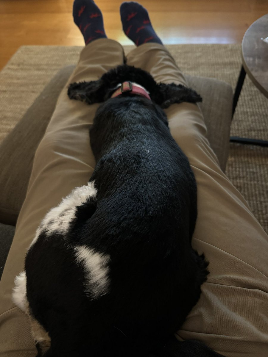 HardcoreCommute's tweet image. Can’t tell if she is watching or is sound asleep #tourdogs #couchpeloton