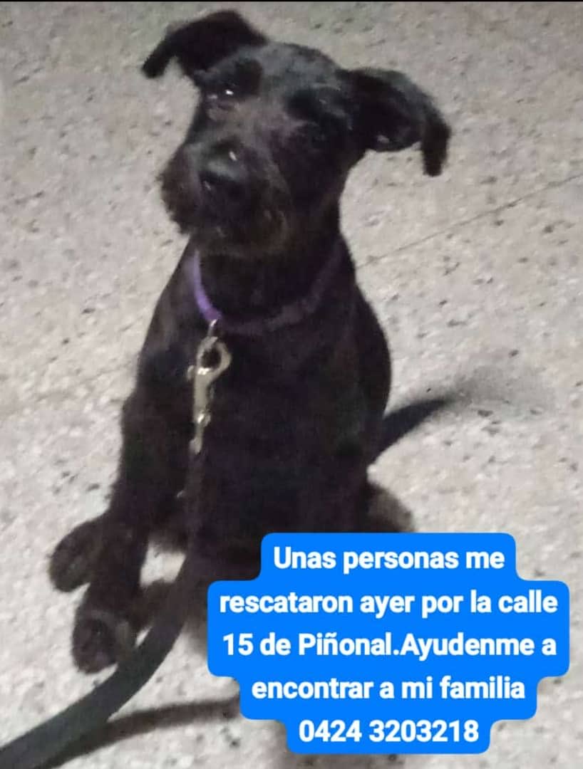 Extraviado y resguardado 
Piñonal Maracay Estado Aragua