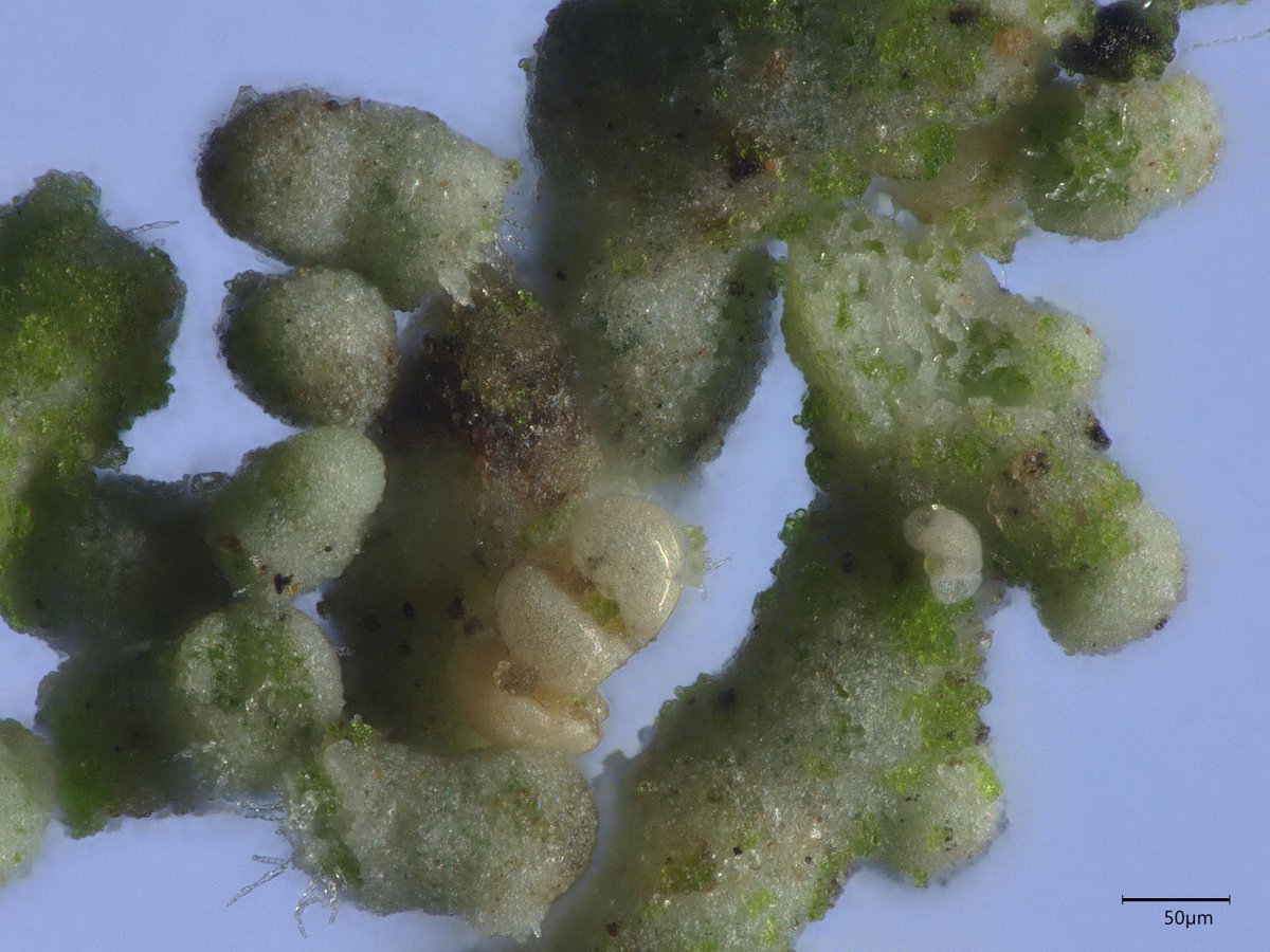 Algal liberation: their cells pop out from the surface of lichen isidia in a humid chamber #lichen #symbiont #propagation #balance #photobiont
