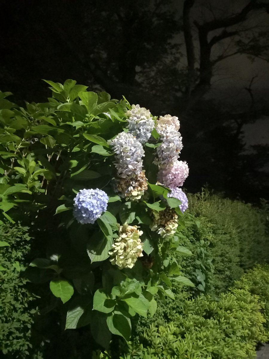 xudyh's tweet image. 夜袭东大，东大很牛。