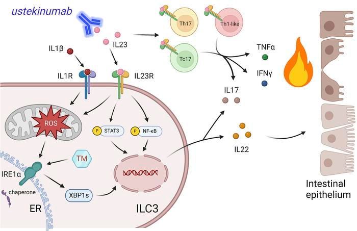 Journal of Clinical Investigation (@jclinicalinvest) on Twitter photo .<a href="/Siyan_Cao/">Siyan Cao "Stewart", MD PhD</a> et al. from the <a href="/TheColonnaLab/">The Colonna Lab</a> <a href="/WUSTLmed/">Test Account</a> show that the IRE1α/XBP1 pathway sustains cytokine responses of group 3 innate lymphoid cells in inflammatory bowel disease: buff.ly/3W7heyJ
#Gastroenterology #Immunology .<a href="/Siyan_Cao/">Siyan Cao "Stewart", MD PhD</a> et al. from the <a href="/TheColonnaLab/">The Colonna Lab</a> <a href="/WUSTLmed/">Test Account</a> show that the IRE1α/XBP1 pathway sustains cytokine responses of group 3 innate lymphoid cells in inflammatory bowel disease: buff.ly/3W7heyJ
#Gastroenterology #Immunology