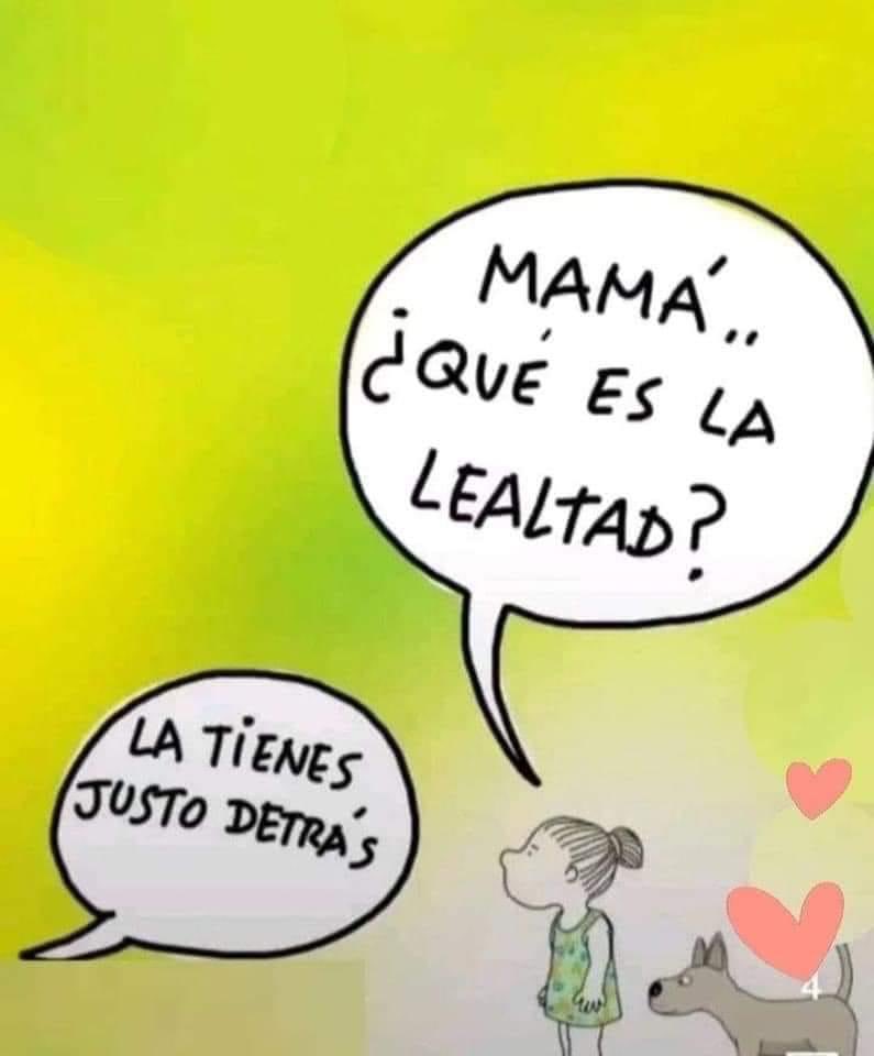 DiloConPerritos's tweet photo. La lealtad más sincera 🐶 https://t.co/83HRfJnrHe