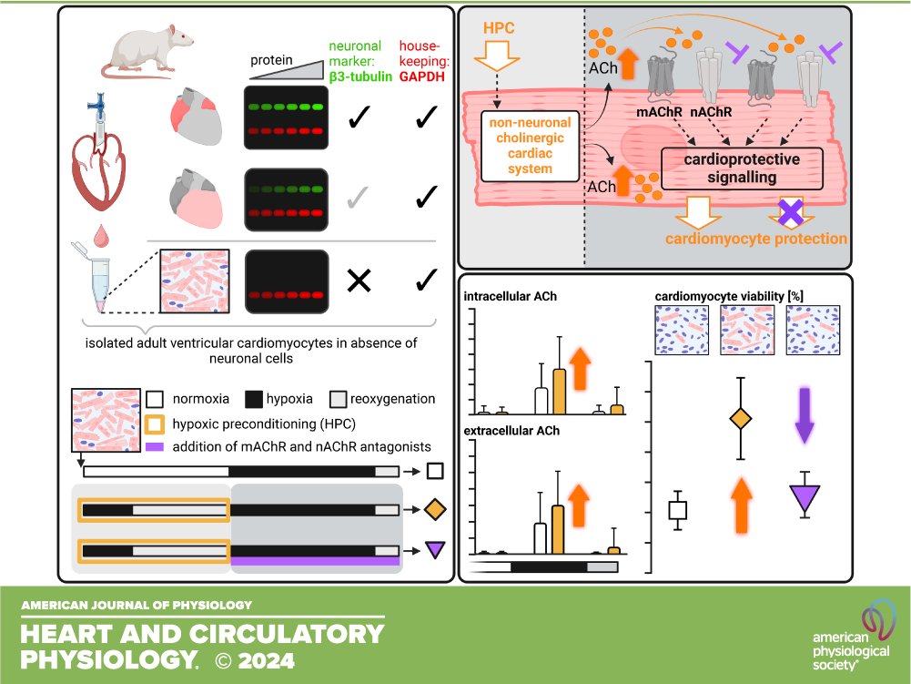 #OpenAccess study by <a href="/PKleinbongard/">Petra Kleinbongard</a> &amp; co-authors demonstrates hypoxic preconditioning protects from hypoxia/reoxygenation injury &amp;  increases intra- and extracellular ACh during hypoxia in isolated adult ventricular rat cardiomyocytes. ow.ly/F1J750SxRqj

#cardioprotection