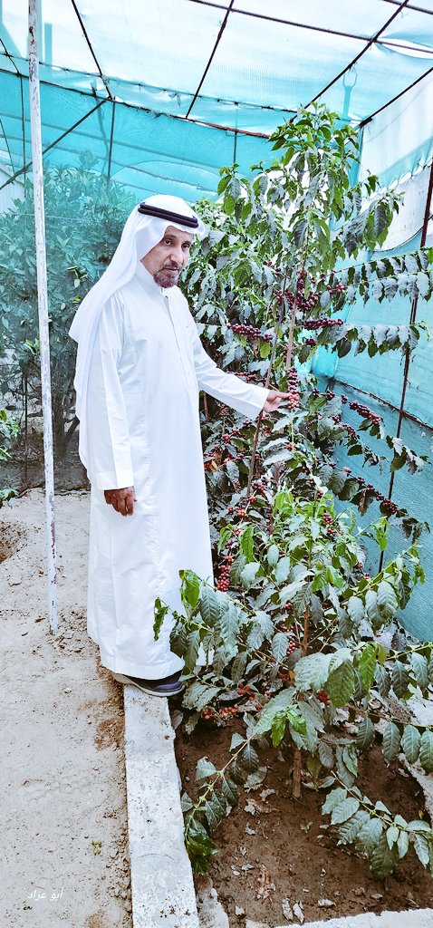 abuarrad's tweet photo. أثناء زيارتنا عصر يوم الأحد الأول من شهر المحرم ١٤٤٦ لمزرعة الأخ الأستاذ: علي بن عبد الرحمن الشهري في قرية ظِرفَان بسبت تُنومة لفتَ نظري نجاح زراعة نبات البُن ووفرة الإنتاج اللافتة للنظر، ولعل خير دليلٍ على ذلك هذه الصور المُرفقة؛ فهل سيأتي اليوم الذي يتغنى فيه الشعراء بالبُن التُنومي؟!
((هذا ما نؤمله ونرجوه)).
