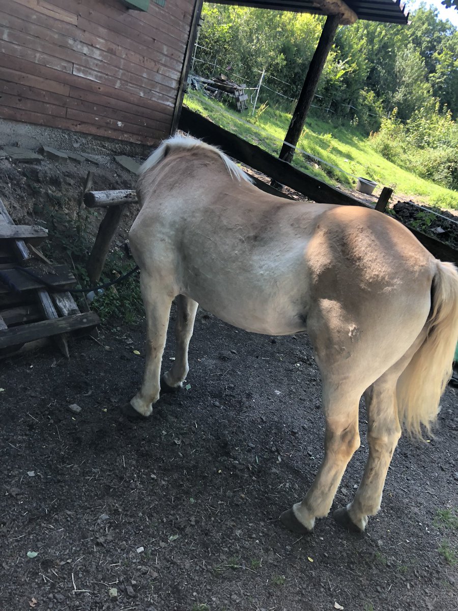 Jamal361_cr's tweet image. #pferd