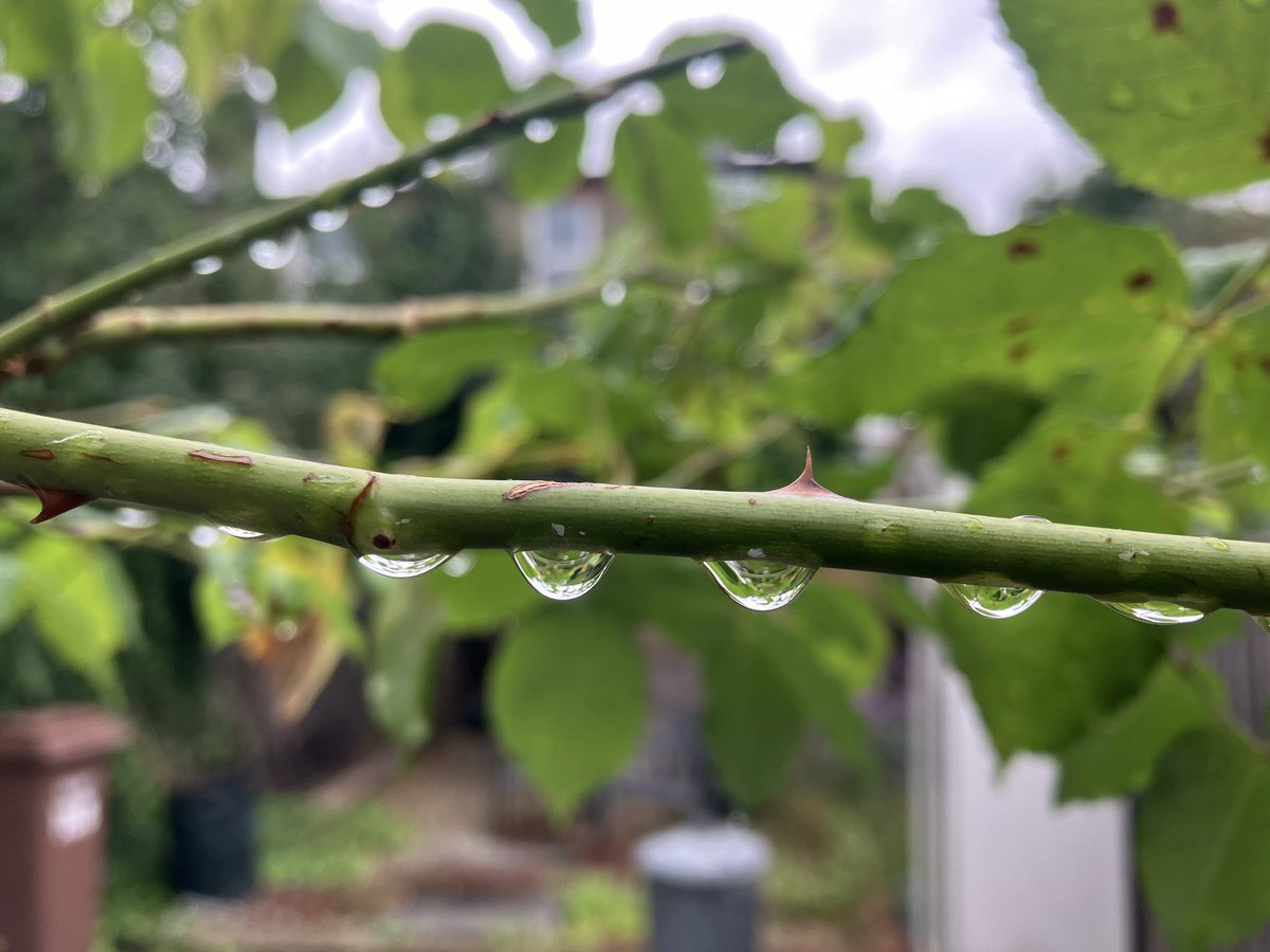 Some Melodious Plot tweet media