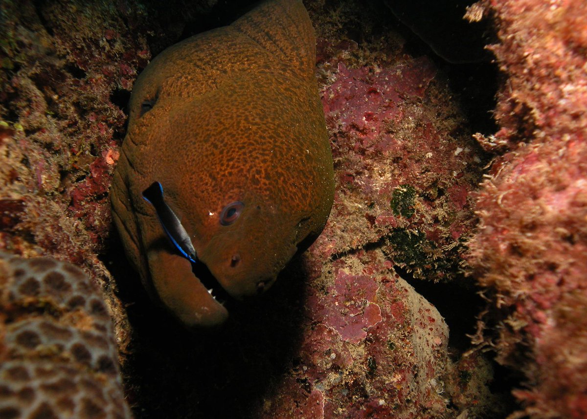 WHOI's tweet photo. This bluestreak #cleanerwrasse is the fishy #dentist of the reef. In exchange for a cleaning, the wrasse doesn’t get eaten—and gains protection.
In the ocean, #codependence is a matter of survival! 📲 Check out more interesting win-wins under the waves: https://t.co/5YdtcSlRs8 https://t.co/4Imd570YGe