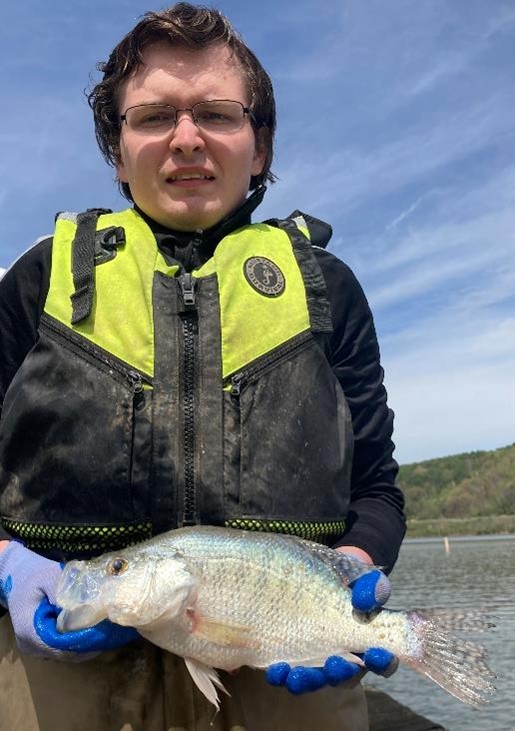 pafishandboat's tweet image. We conducted trap netting in Hammond Lake the week of April 29 to assess the panfish populations.

 ◾Crappie size was impressive with catch ranging from 5-16 inches for White Crappie and from 5-14 inches for Black Crappie

For more: ow.ly/vF3150SiZpR

#PAFish #FishPA