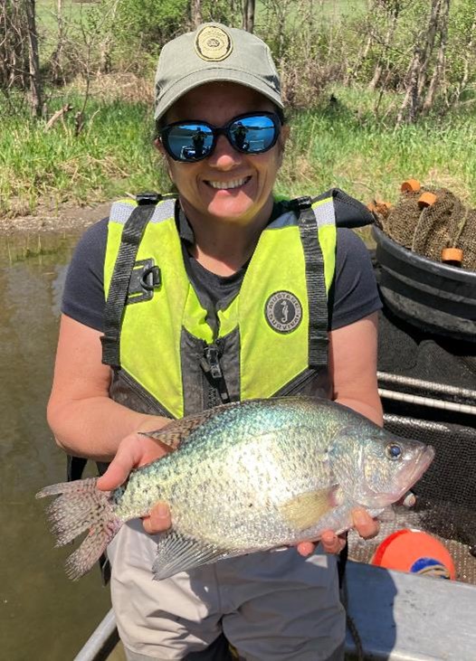 pafishandboat's tweet image. We conducted trap netting in Hammond Lake the week of April 29 to assess the panfish populations.

 ◾Crappie size was impressive with catch ranging from 5-16 inches for White Crappie and from 5-14 inches for Black Crappie

For more: ow.ly/vF3150SiZpR

#PAFish #FishPA