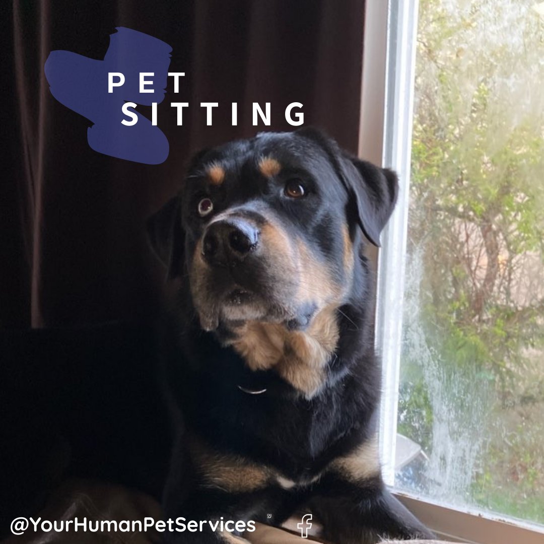 🐾 Treat your furry pals to top-notch care! 🌳🐶 Book our sitters for drop-in visits or overnight stays at wix.to/ZF31m1Z 📅 Available 5 days a week! Tag a friend whose pup needs this! #PetSitting #VictoriaBC #YourHumanPetServices