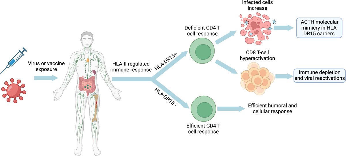 🌟 𝐍𝐮𝐞𝐯𝐨 𝐚𝐫𝐭𝐢́𝐜𝐮𝐥𝐨: 𝐥𝐚 𝐜𝐨𝐧𝐞𝐱𝐢𝐨́𝐧 𝐞𝐧𝐭𝐫𝐞 𝐋𝐨𝐧𝐠 𝐂𝐎𝐕𝐈𝐃, 𝐄𝐧𝐜𝐞𝐟𝐚𝐥𝐨𝐦𝐢𝐞𝐥𝐢𝐭𝐢𝐬 𝐌𝐢𝐚́𝐥𝐠𝐢𝐜𝐚 𝐲 𝐥𝐨𝐬 𝐬𝐢́𝐧𝐝𝐫𝐨𝐦𝐞𝐬 𝐩𝐨𝐬𝐭-𝐯𝐚𝐜𝐮𝐧𝐚𝐥𝐞𝐬 𝐫𝐚𝐝𝐢𝐜𝐚 𝐞𝐧 𝐞𝐥 𝐝𝐞𝐬𝐚𝐫𝐫𝐨𝐥𝐥𝐨 𝐝𝐞 𝐮𝐧 𝐒𝐢́𝐧𝐝𝐫𝐨𝐦𝐞