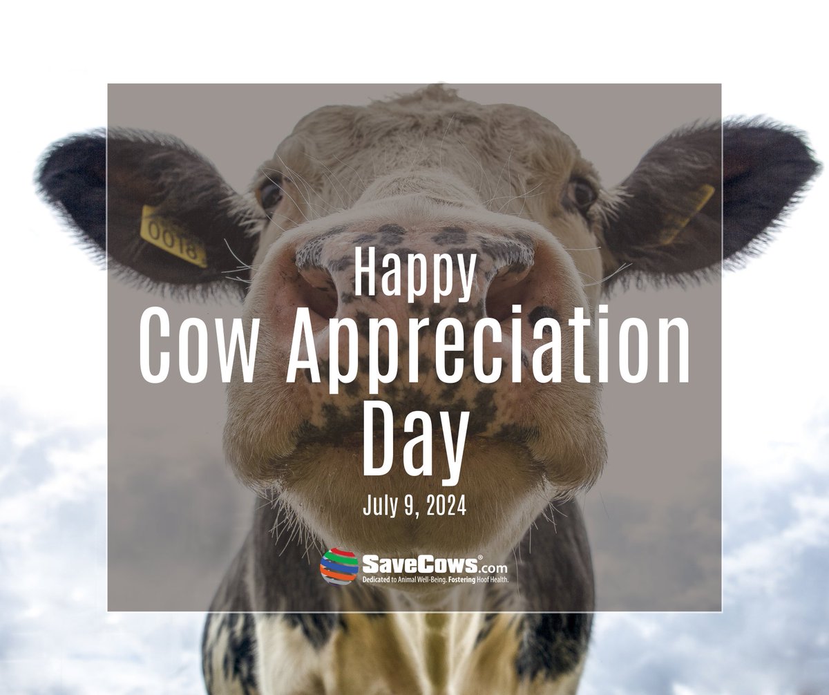 SAVE COWS® Network (@savecowsnetwork) on Twitter photo 