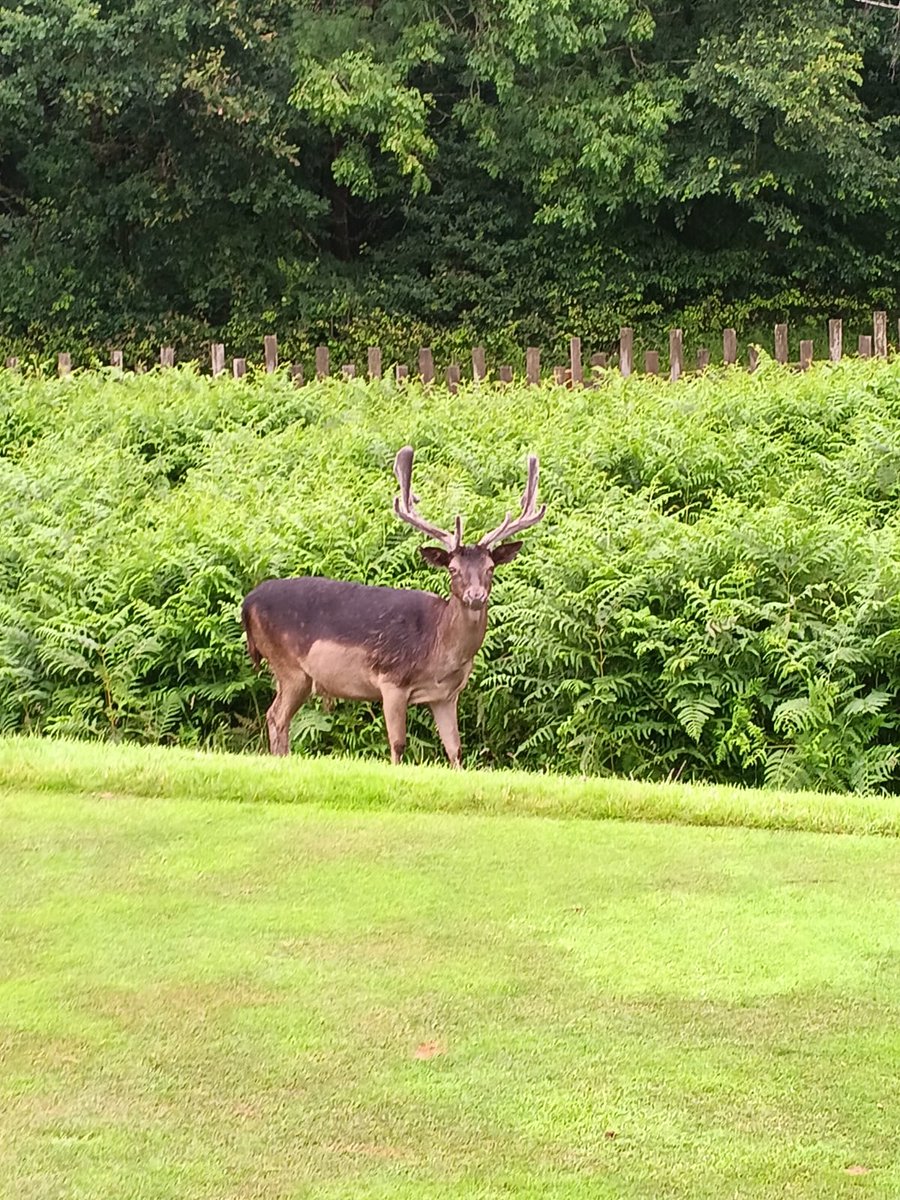 harry_moseley's tweet photo. Our golf day is in full swing despite those clouds. Huge thank you to @ForestOfArden1 and @rsd_events for hosting and organising and most importantly to everyone who is taking part and helping to raise funds for us.

The unexpected guest turning up was very welcome too! https://t.co/UbGZAsI90H