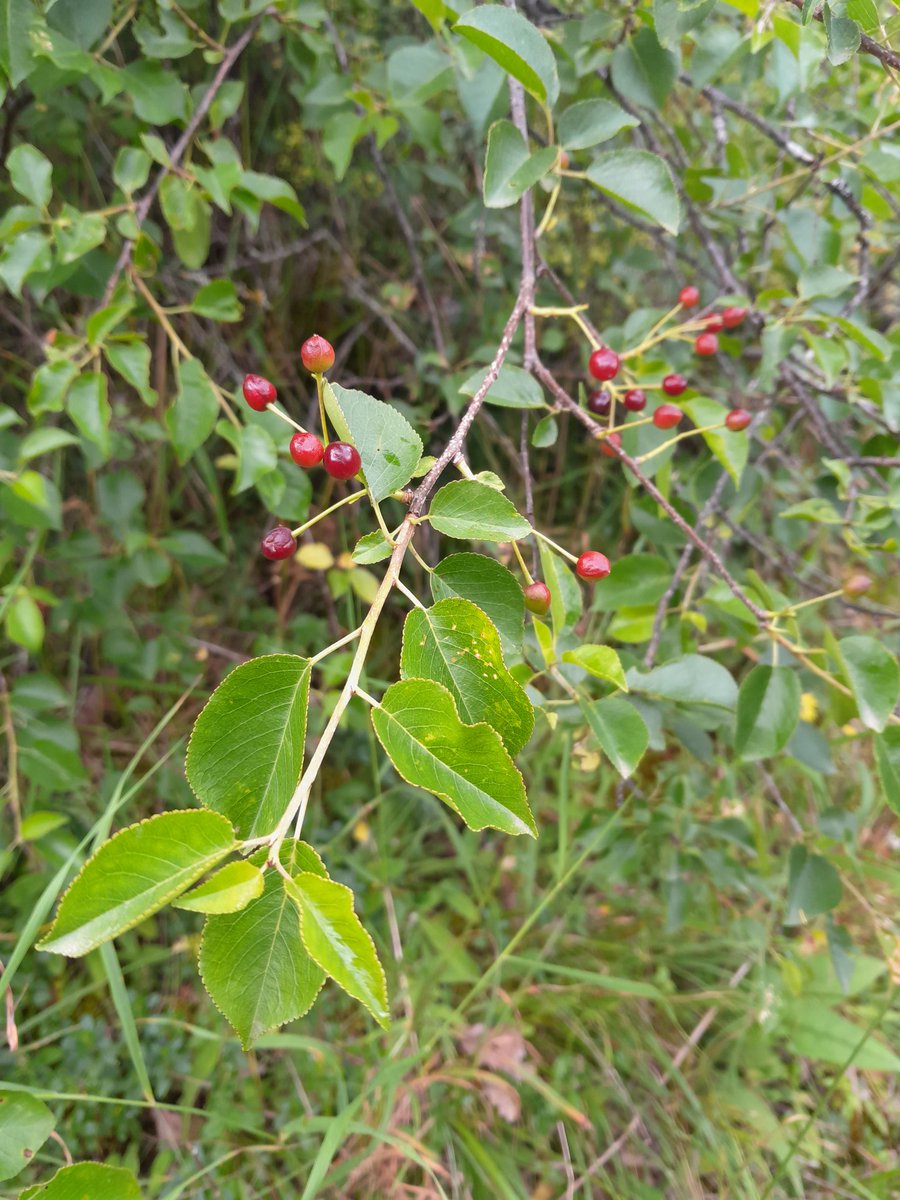 davidantoine39's tweet image. "Monocultures, ces arbres qui cachent la #forêt".

Véritable atout pour la biodiversité et la résilience de nos forêts, la diversité des espèces d'arbres sera mise à l'honneur dans ce n°4 de la série #edaf.
Comment caractériser cette diversité ?
Exemple d'une forêt riche...
🧵⤵️