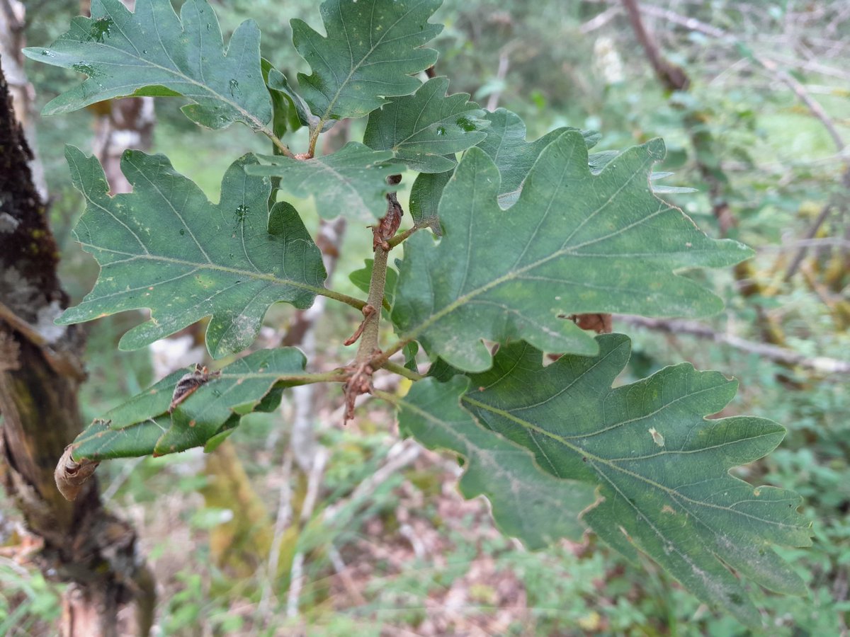 davidantoine39's tweet image. "Monocultures, ces arbres qui cachent la #forêt".

Véritable atout pour la biodiversité et la résilience de nos forêts, la diversité des espèces d'arbres sera mise à l'honneur dans ce n°4 de la série #edaf.
Comment caractériser cette diversité ?
Exemple d'une forêt riche...
🧵⤵️