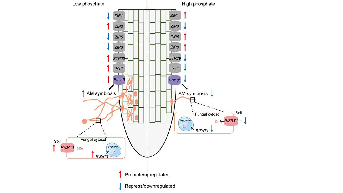 GabrielSchaaf's tweet photo. Why does excessive P fertilization decrease Zn accumulation in most crops? 🌾
Peng Yu’s lab @Cfg_Peng #INRES @UniBonn @PhenoRob solved this Plant Nutrition riddle: https://t.co/jvB4jPVKpX
Congrats and thanks for letting us be part of it! 🎉 https://t.co/6Ko8B4iPa6