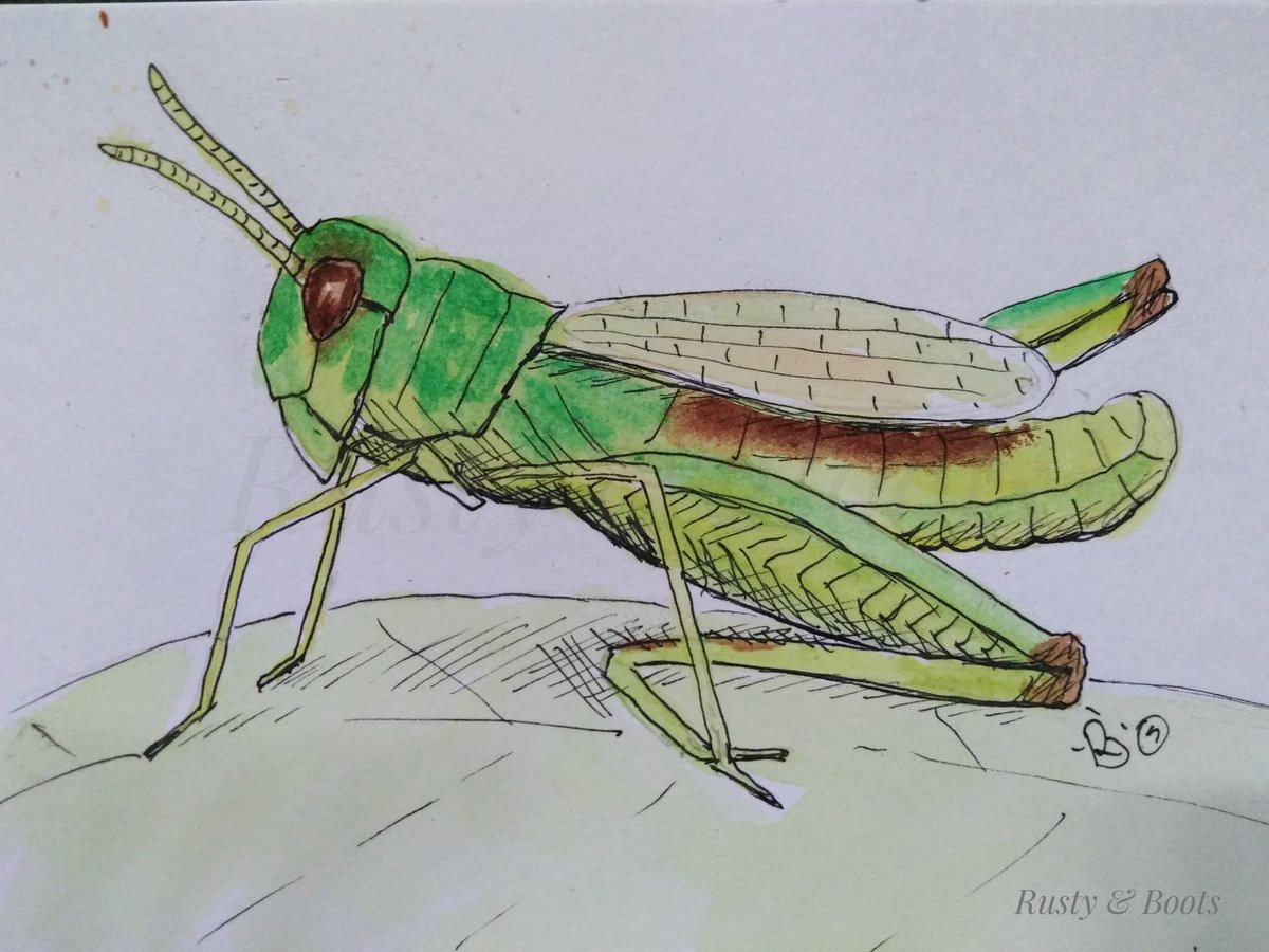 RustyandBoots's tweet photo. I've been joining in with #summerbuggin hosted by
@ksneathart @lisaabramowicz1 @artyreg77
The first three were Scarce Swallowtail Butterfly, Tawny Mining Bee and Cumbrian Grasshopper.
#amazinginsects #butterflies #beestage #insects https://t.co/jewHoZk9xm