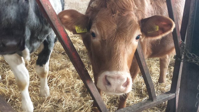 Whenever cattle are moo'ved onto a farm, no cattle, sheep, pigs or goats may move off for a period of six days #CowAppreciationDay