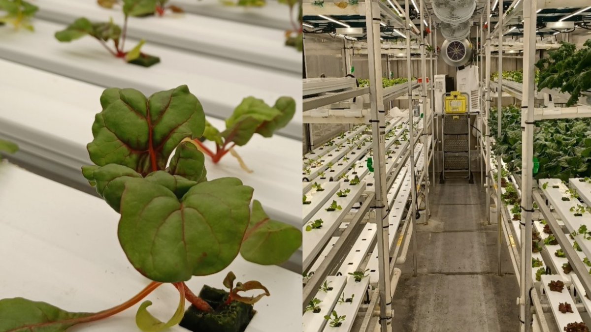 Funding is available for activities that look to increase food security and sovereignty in Indigenous communities and enhance the revitalization of traditional food systems. To apply, visit bit.ly/44PN456. Intake is open until July 18, 2024.