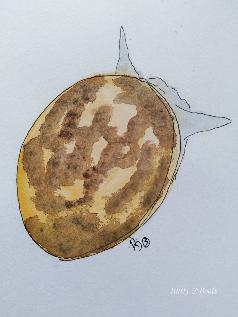 RustyandBoots's tweet photo. More of my #illustrations for #summerbuggin
A Four Spot Orb Weaver Spider, Juniper Shield Bug, Puss Moth Caterpillar and Glutinous Snail.
#amazinginsects #wildlife #art https://t.co/umKKg9NS7B