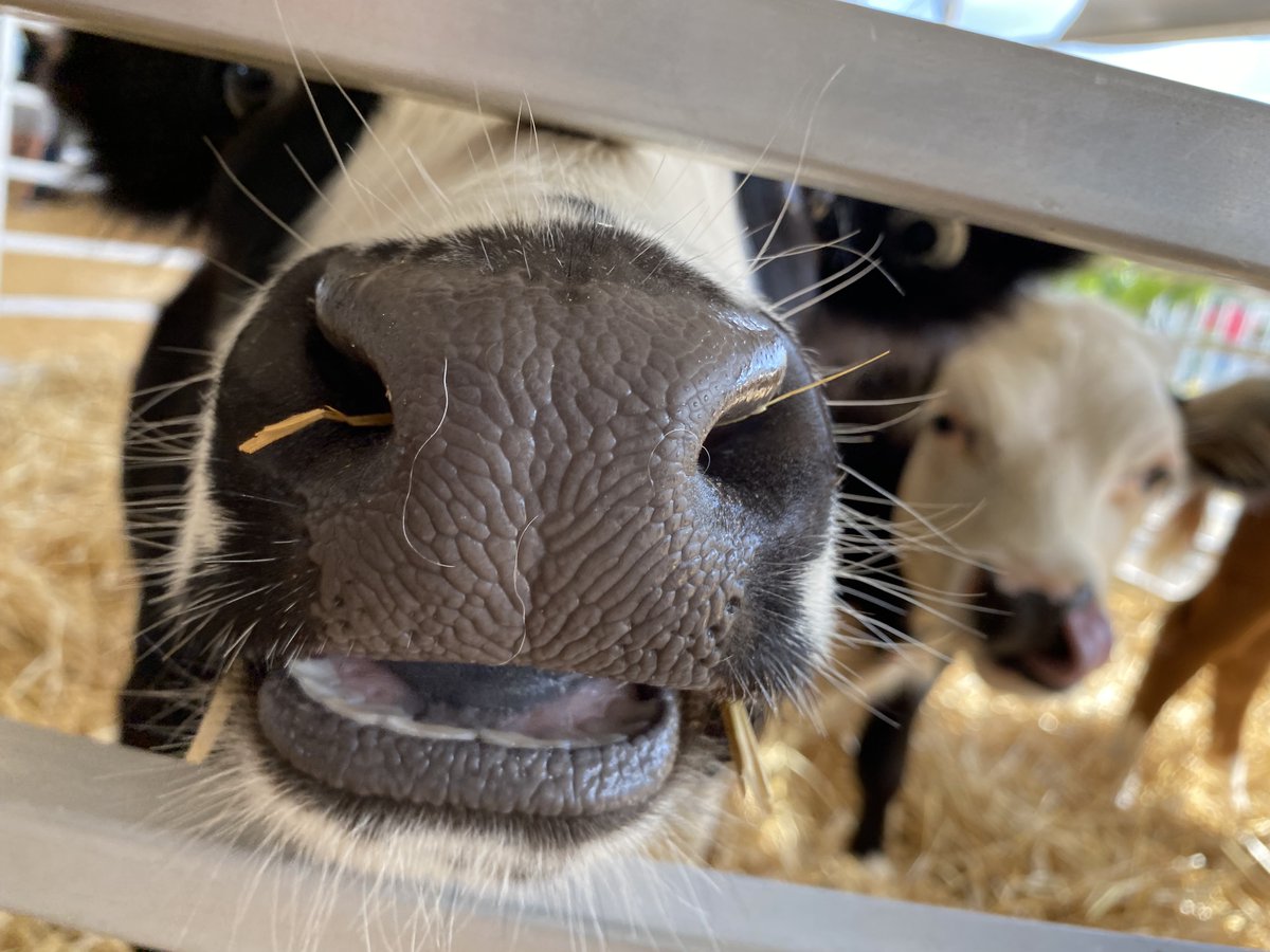 ohioagriculture's tweet photo. Cow-abunga!

It’s Cow Appreciation Day and these big bovines play a huge role in Ohio. Did you know there are more than 1.2 million cattle in the Buckeye State? https://t.co/YxtgAcRDhV