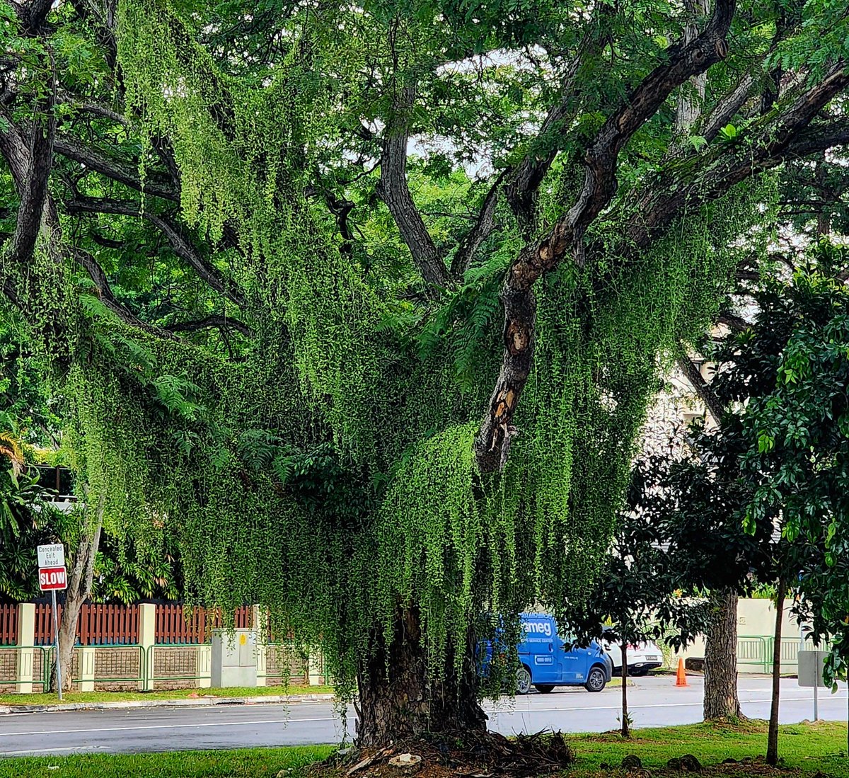 karmanomad's tweet photo. Bearded raintree, #Singapore 
#roadsidetrees #treepeople #treeoftheday https://t.co/8peuP1qEZN