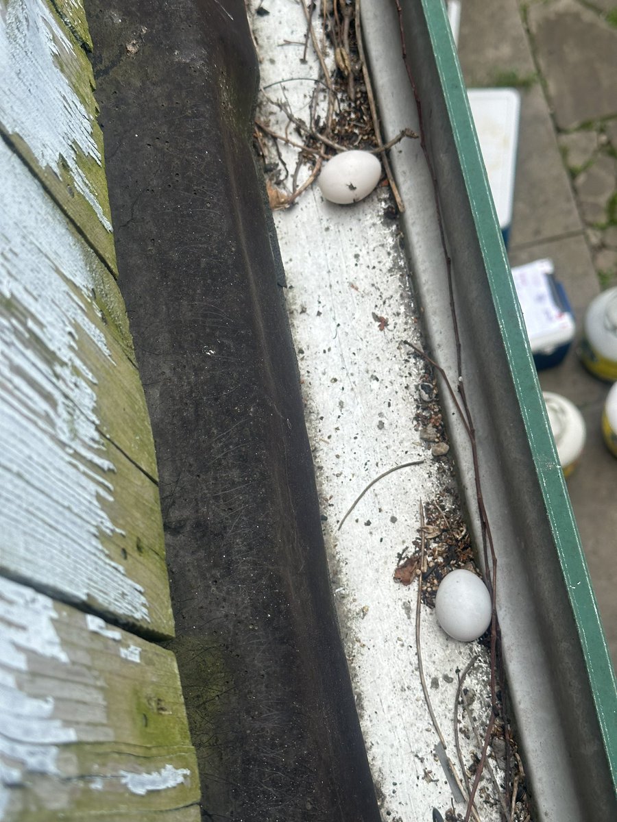 For a few weeks I’ve suspected there were pigeons nesting under my roof deck and now I think I have confirmation