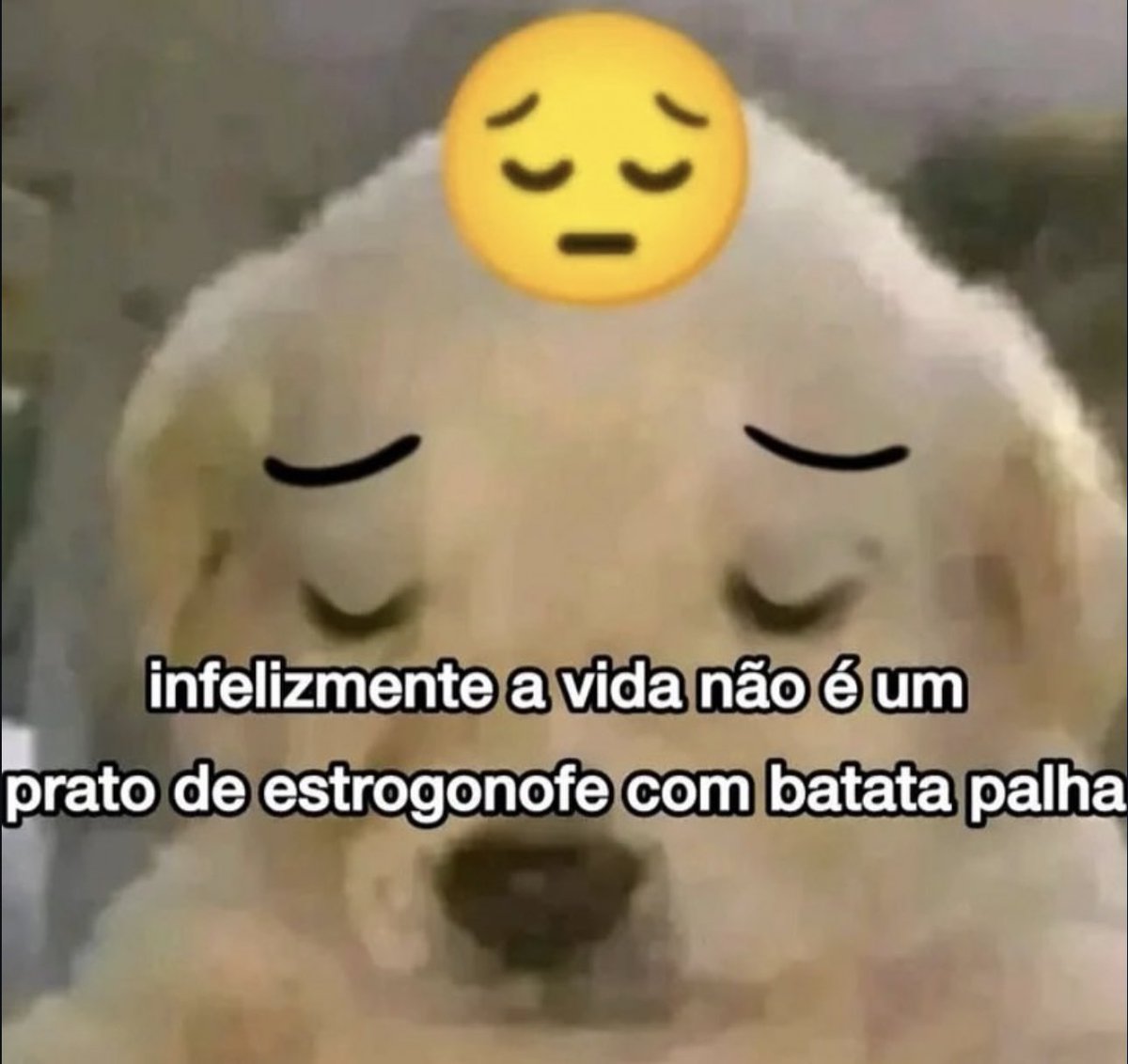 perfil dedicado a gatinhos e peitos tweet media