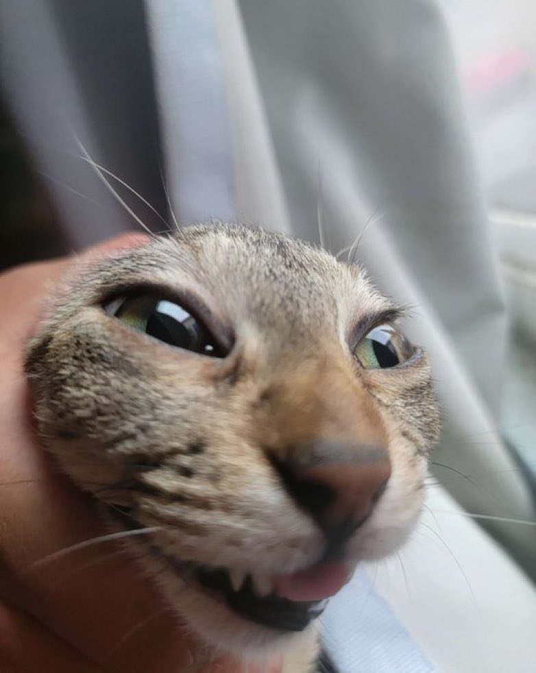 Cats with their heads held back tweet media