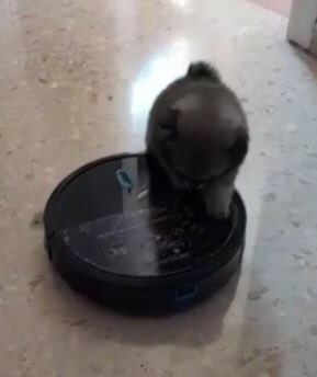 bela🜲 tweet media