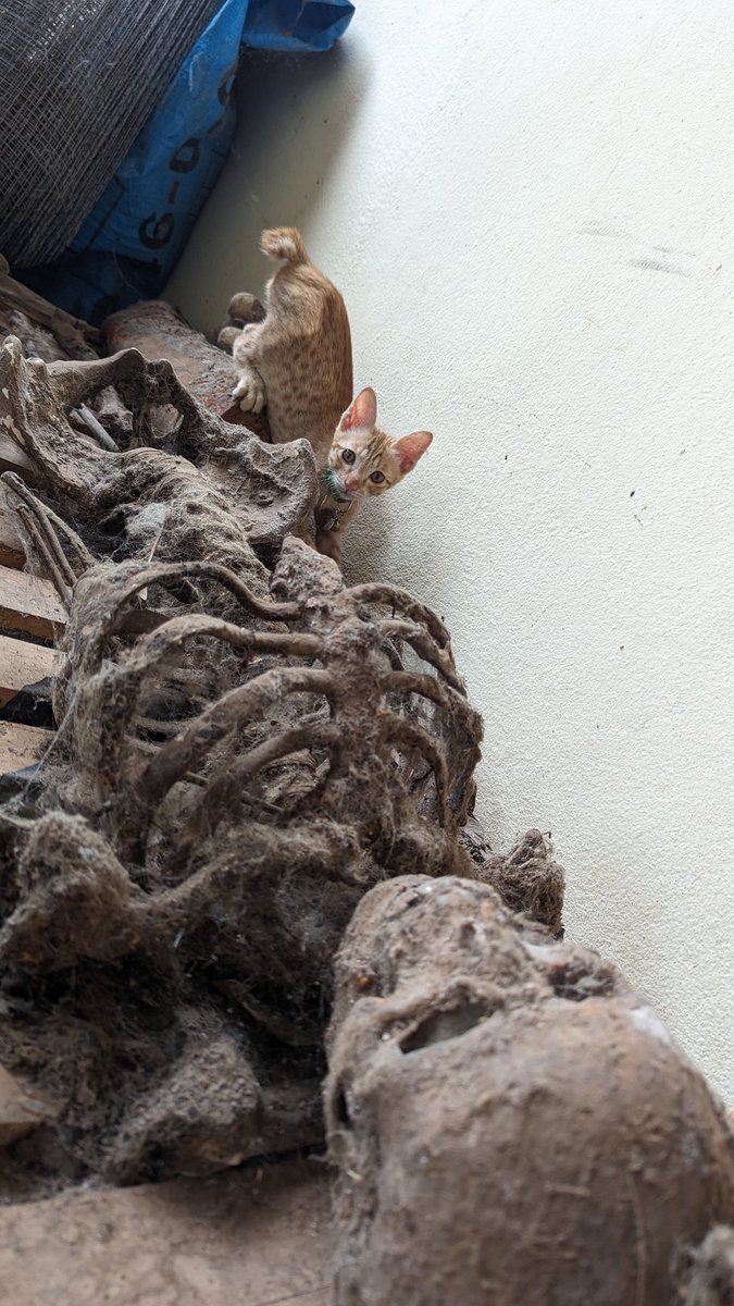 There are certain things that seem very normal to my family, for instance, having prop skeletal remains collecting authentic dust and cobwebs near my front door. It isn't until a friend who comes over for lunch posts it on her FB that I realize that sort of thing isn't normal.